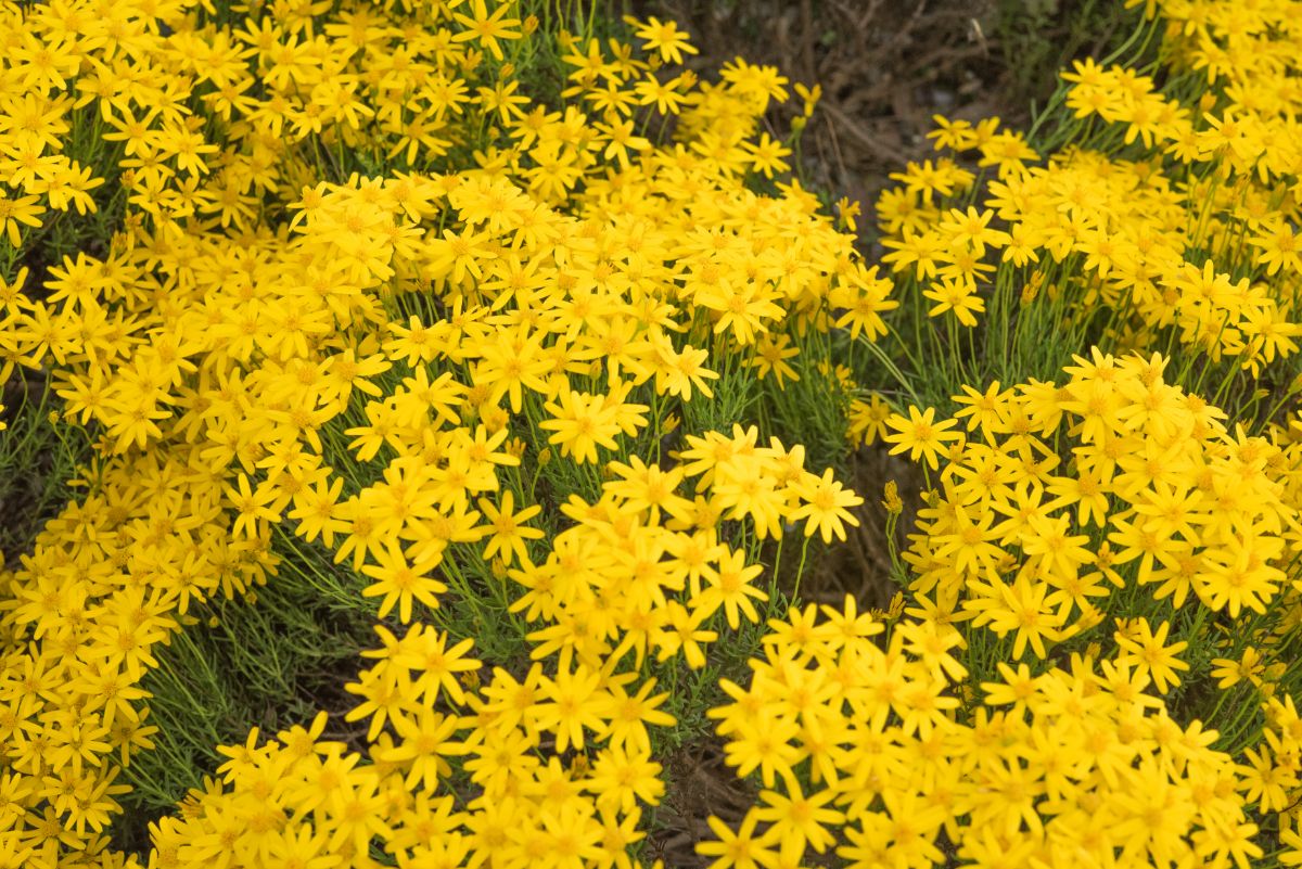 Bright yellow Damianta Daisy flowers in a large planting