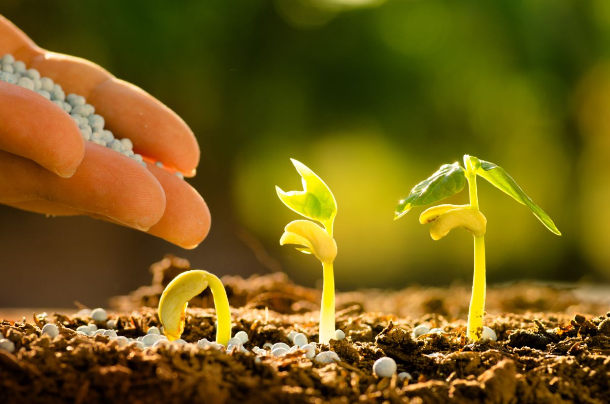 Fertilizer on emerging seedlings