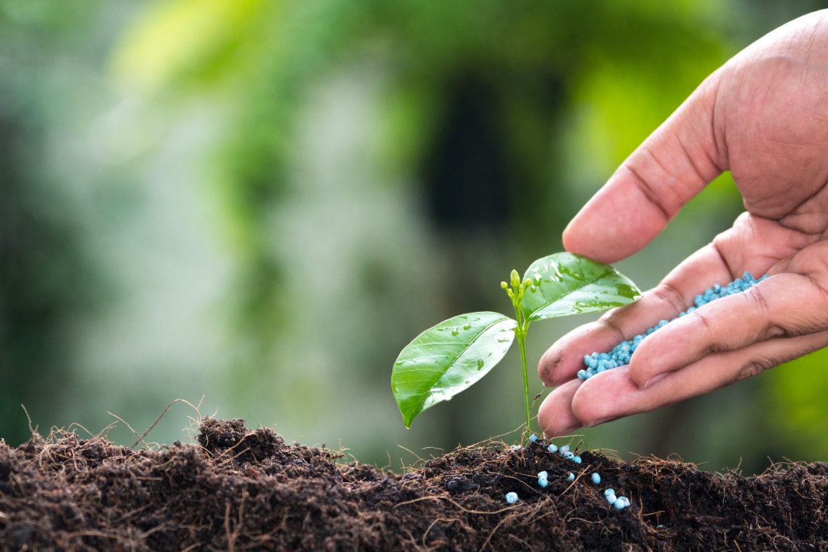 A hand sprinkling blue fertilizer pellets in soil