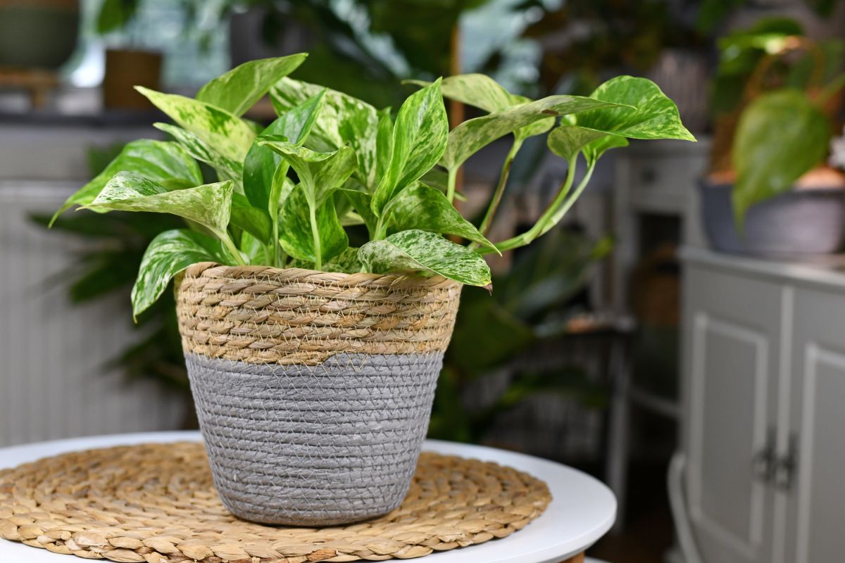 Golden pathos plant planted in a rope basket pot