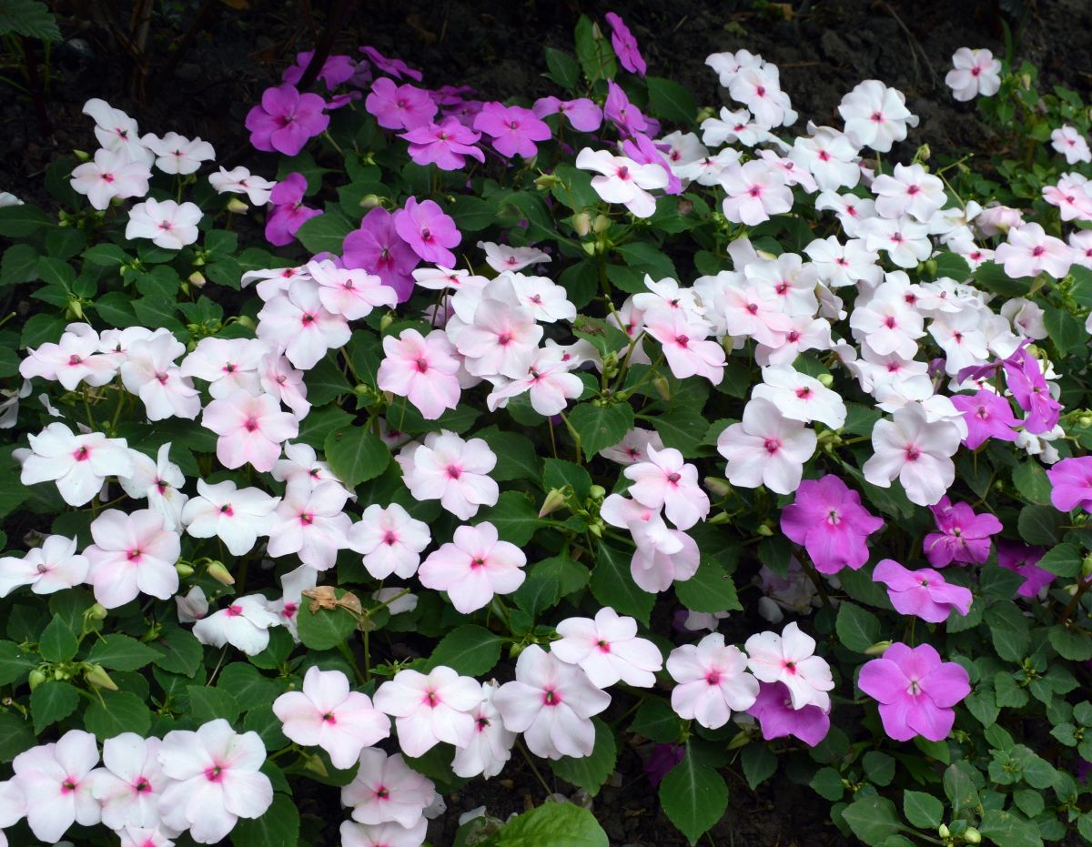 Abundant white and purple impatiens flowers