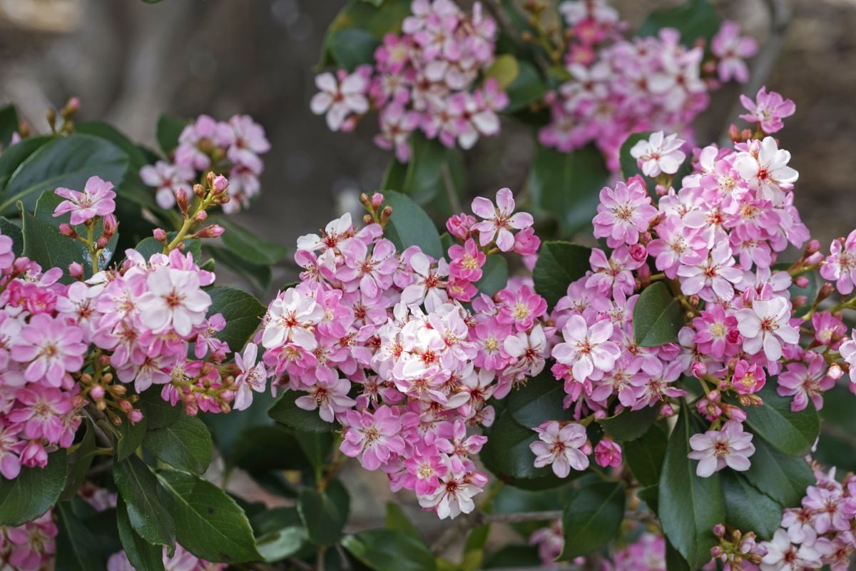 Indian Hawthorn bush with white flowers and pink centered blossoms