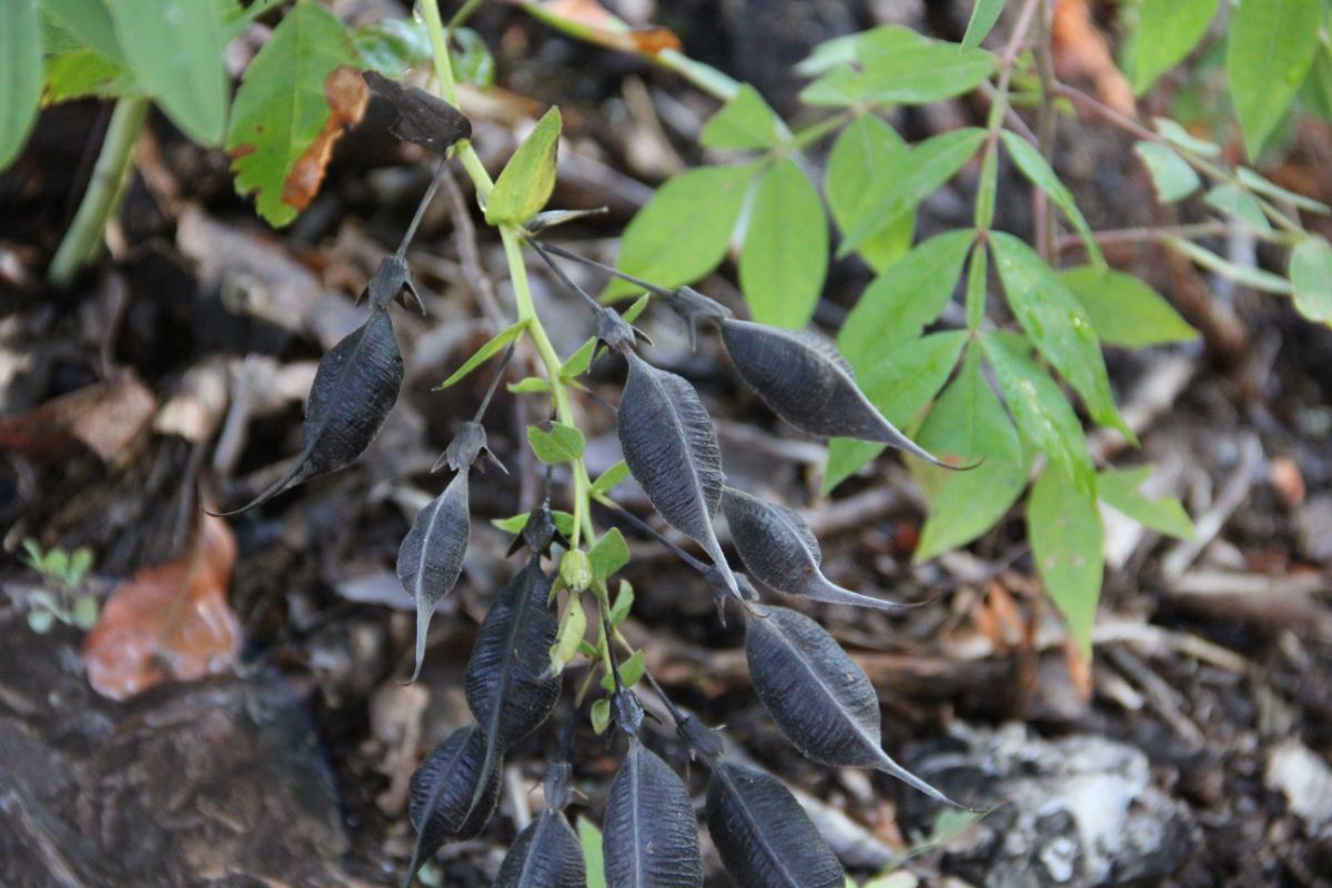 Darkened seed pods on a false indigo plant