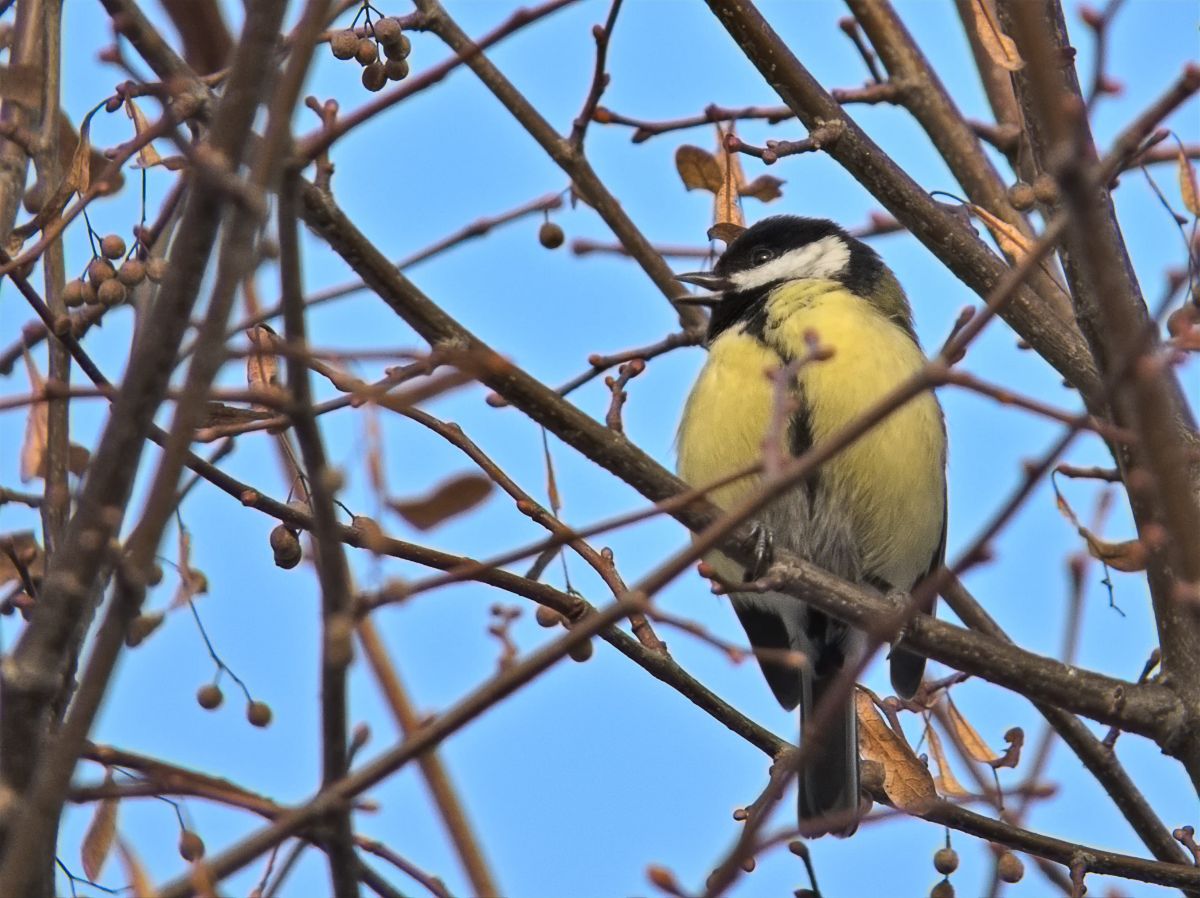 A bird sitting on a branch with drooping seed pods