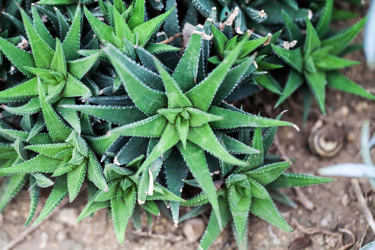 Aloe-like Haworthia growing in a garden
