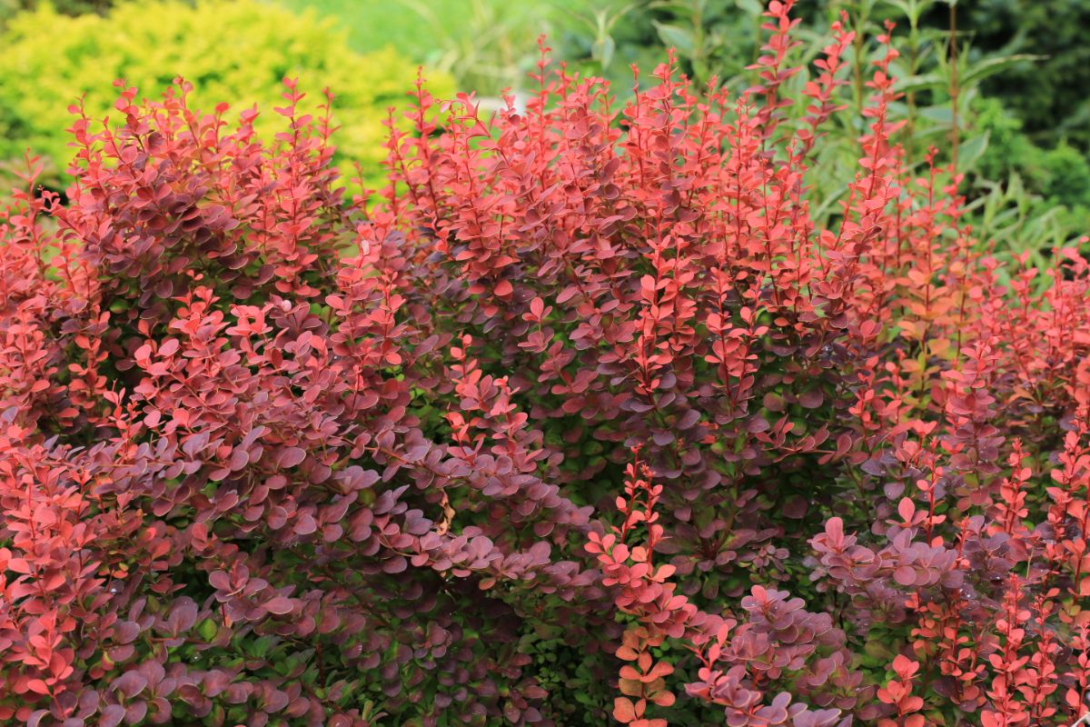 Pink-leafed Japanese Barberry shrub