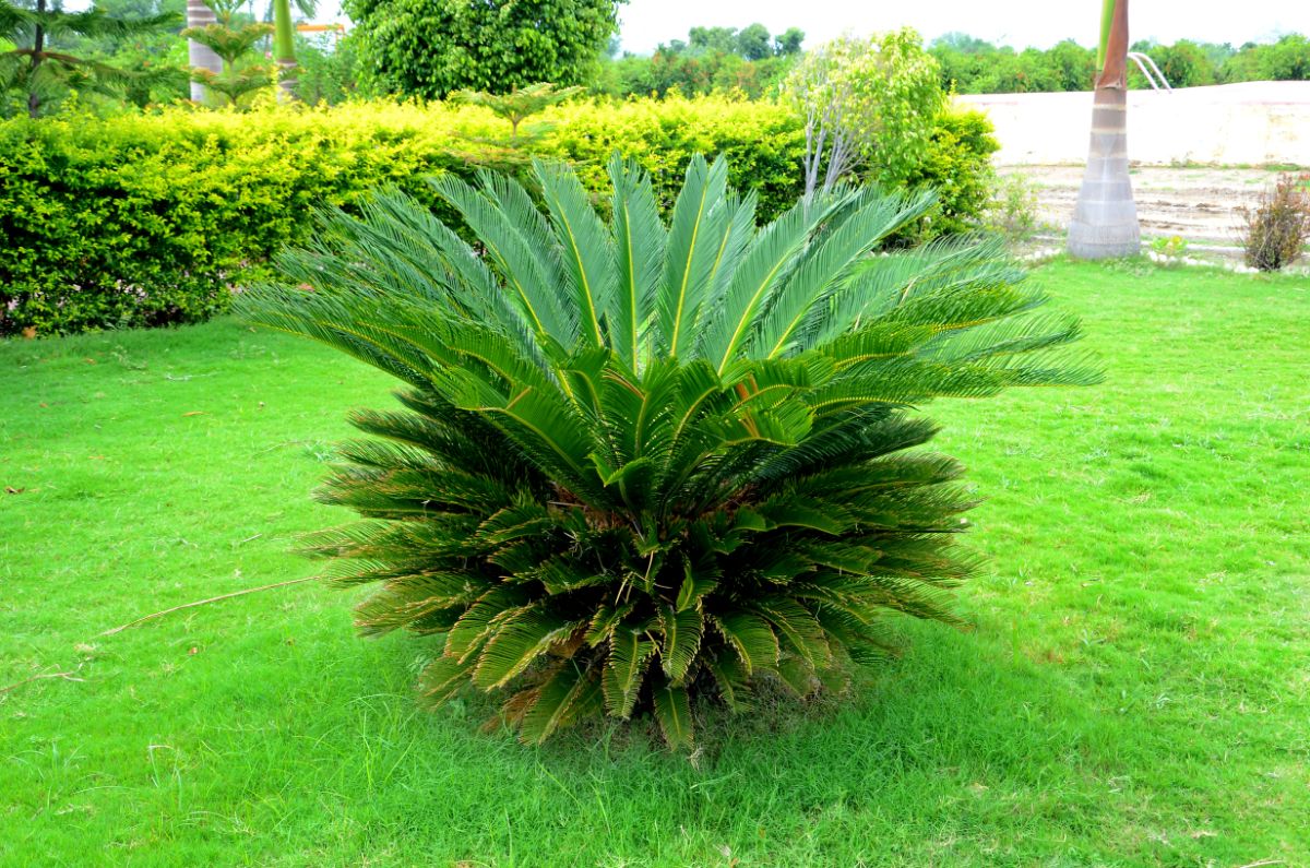 Bushy, feather-leafed Japanese Sago Palm planted outdoors
