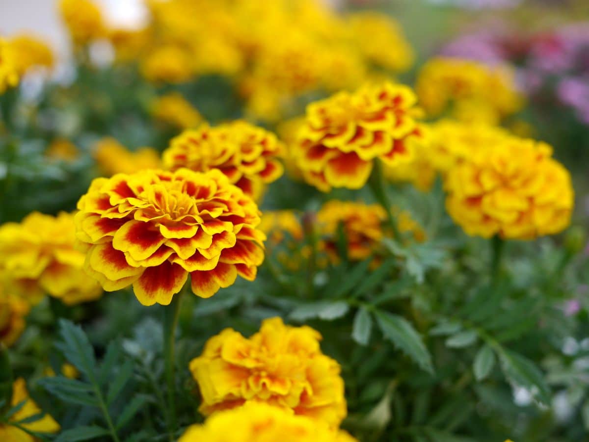 Yellow marigold flowers up close