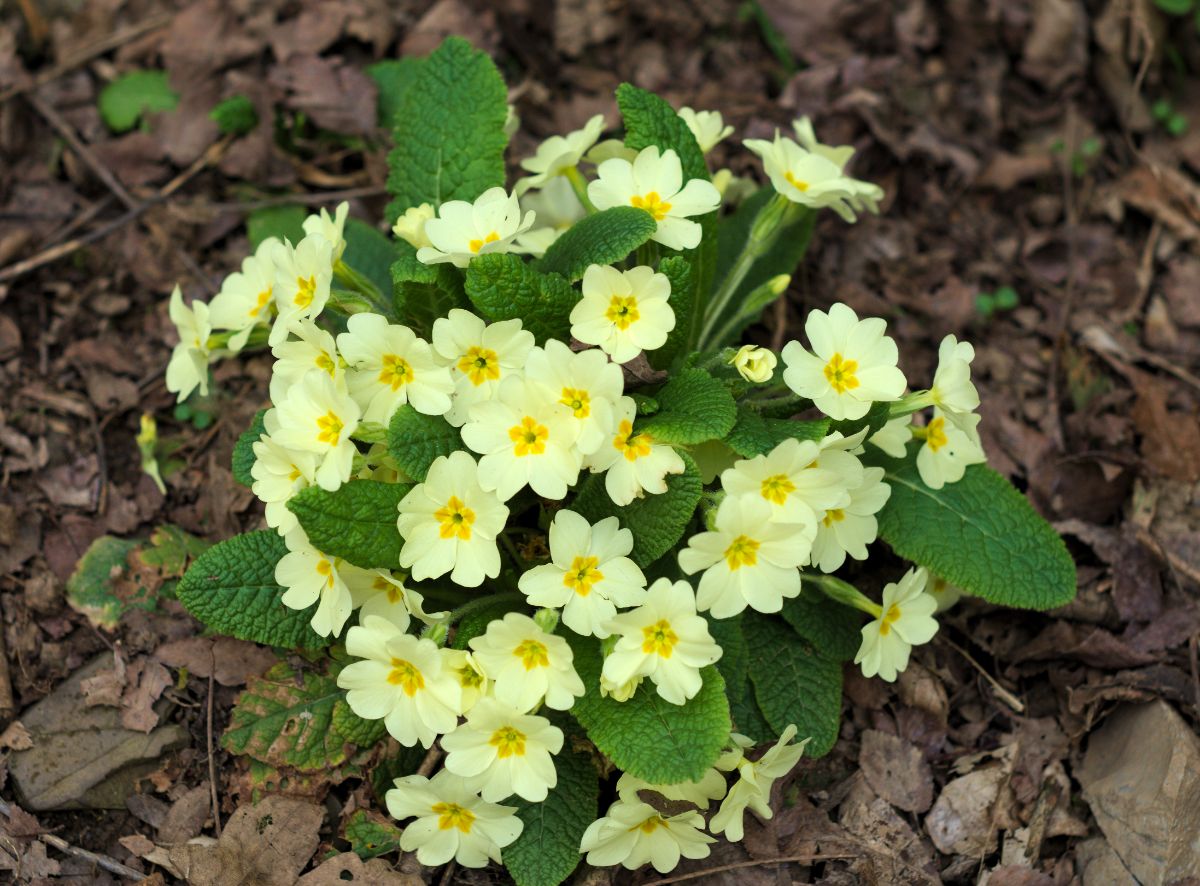 Delicate yellow primrose flowers