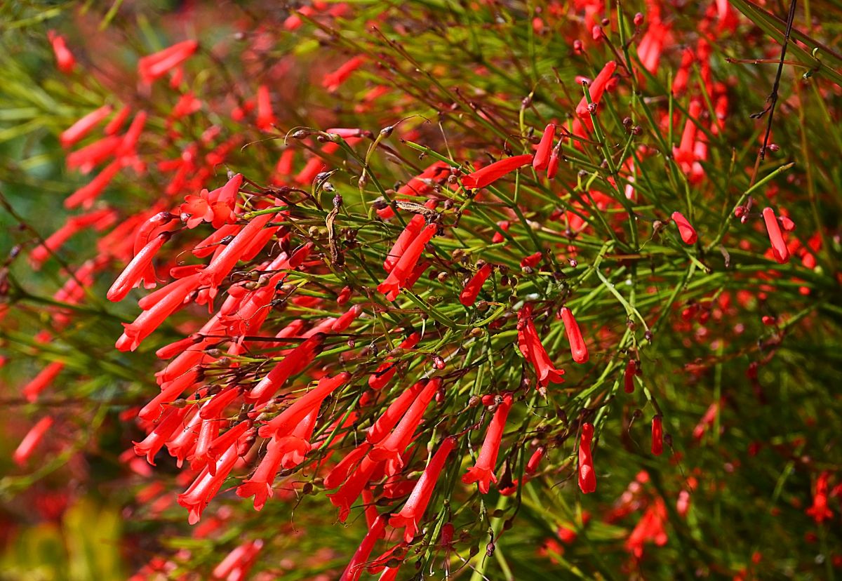 beardtongue plants flush with red blossoms