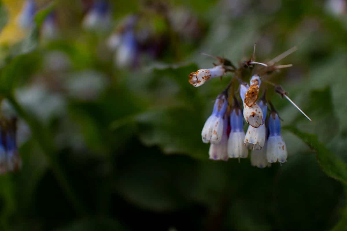 Penstemon blossoms with rust disease