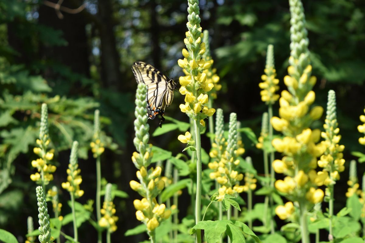 A butterfly on a yellow baptisia flower