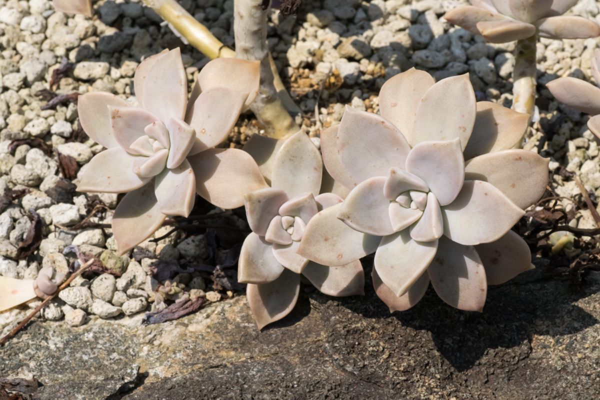 Stone-colored, flower-shaped Graptopetalum plants