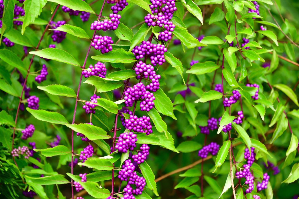 Clusters of bright purple berries on Japanese Beautyberry shrub