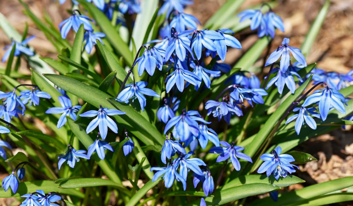 Pretty periwinkle-colored flowers on a bunch of Siberian Squill