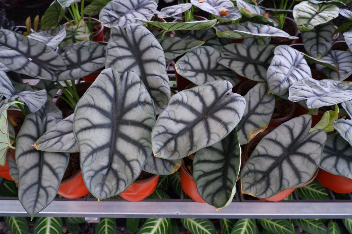 Silvery leaves of Alocasia Silver Dragon plant