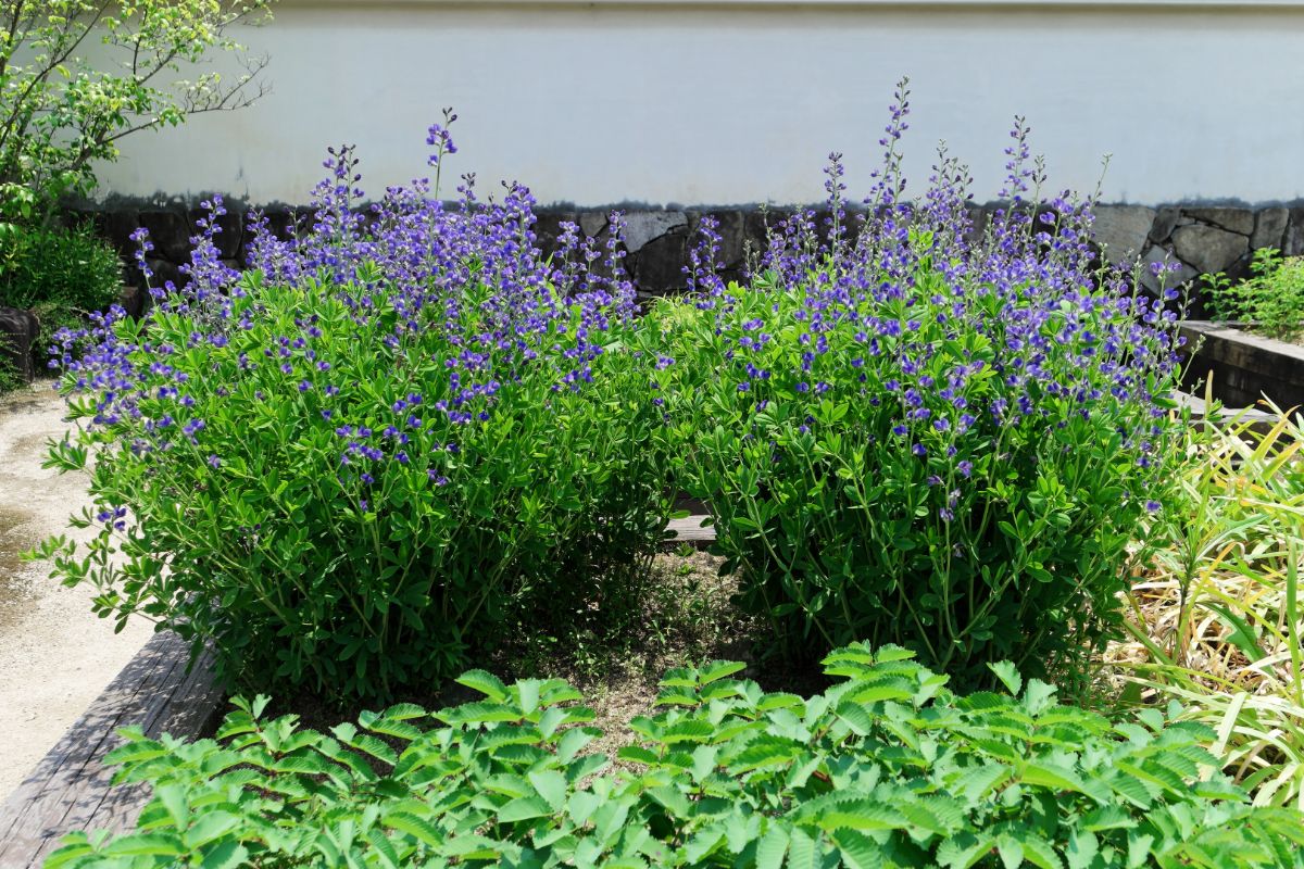 False indigo plants in a companion planting