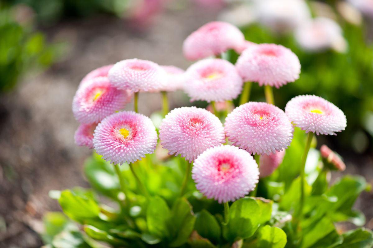 Dainty pink button-shaped  English Daisy flowers