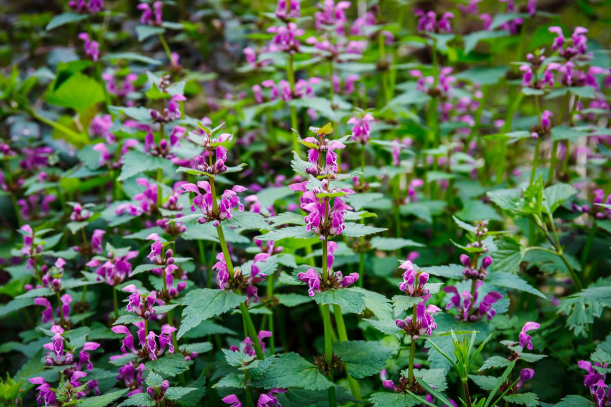 Silvery-green foliage and purple flowers on Lamium, aka dead nettle