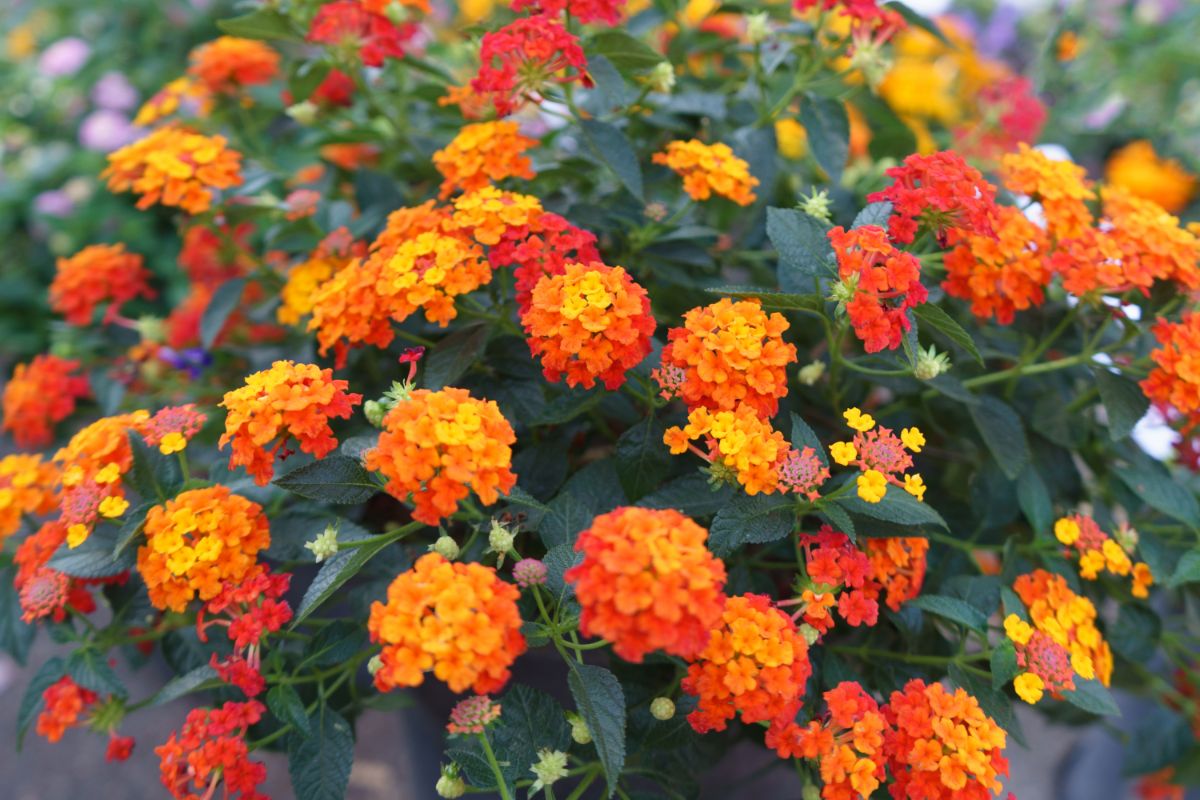 bright orange flower clusters on Lantana shrub