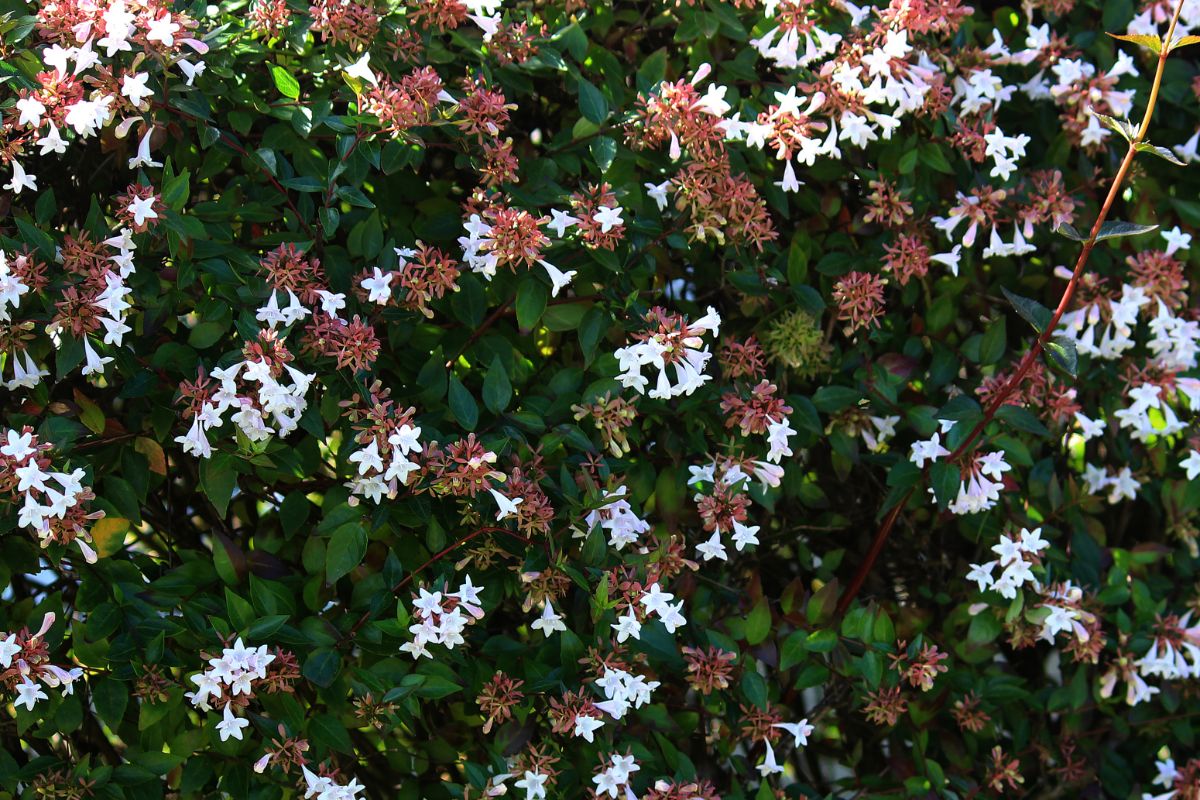 Bell-shaped white flowers on abelia plants
