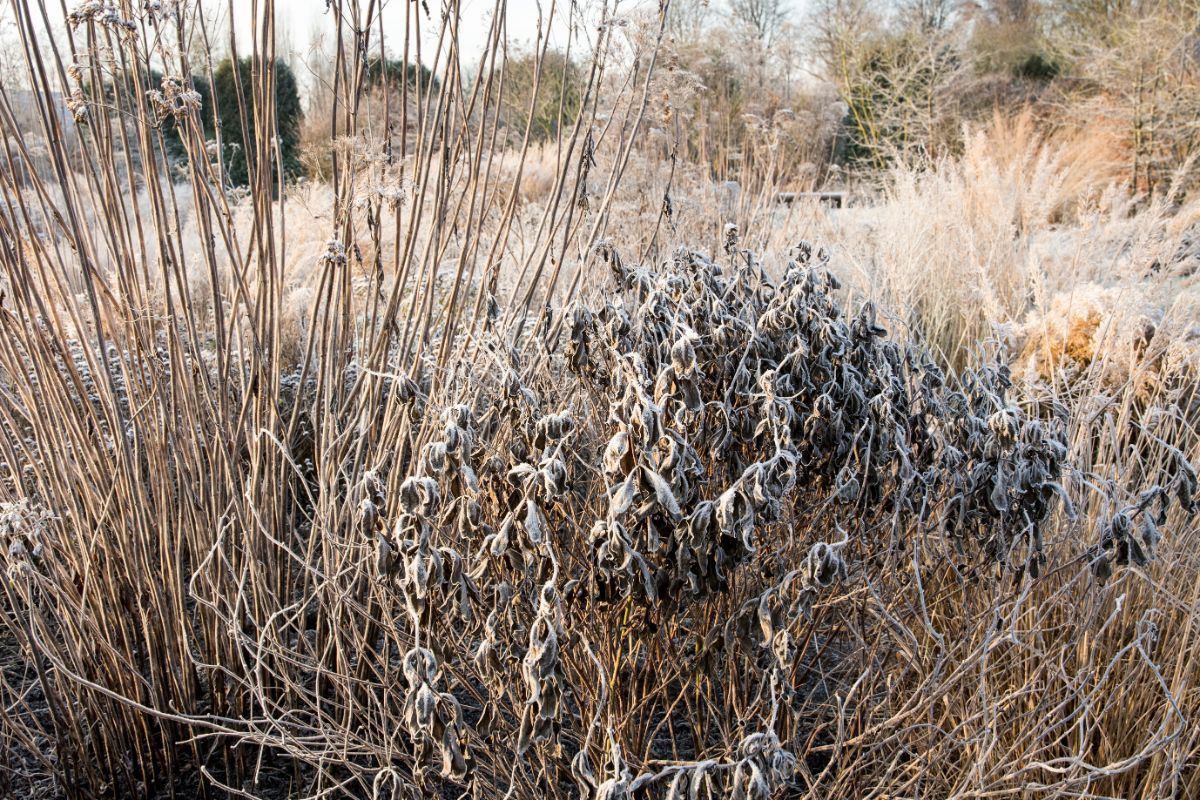 Winter-deadened dormant false indigo plant