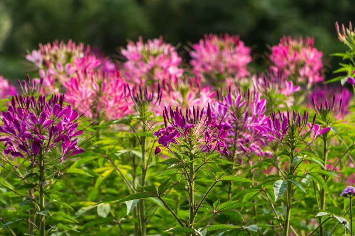 Bristle-shaped purple and pink blooming cleomes