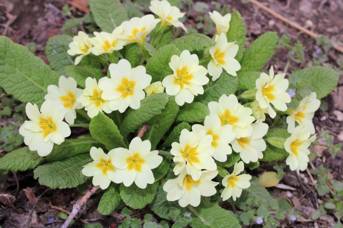 White primrose flowers with yellow centers