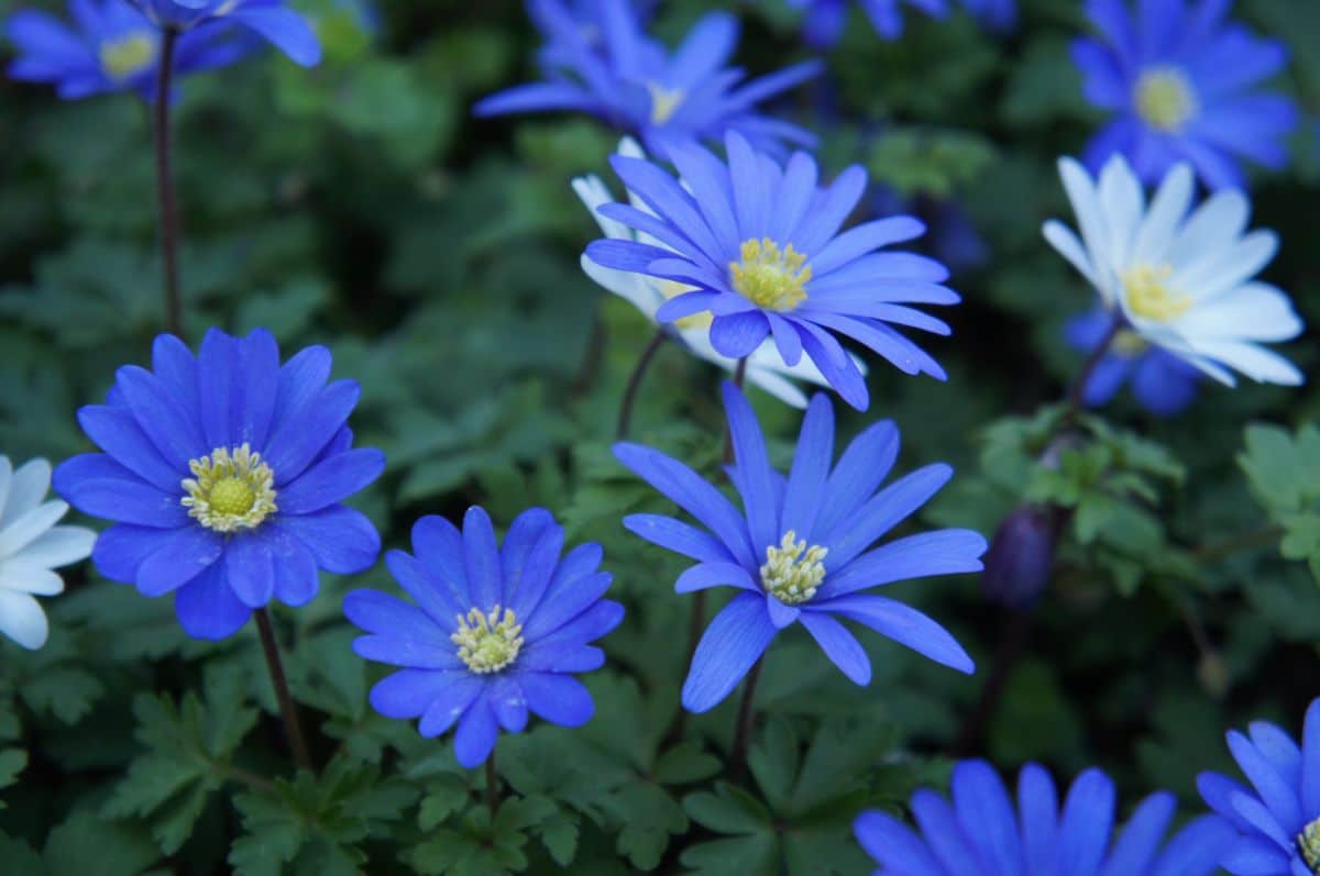 Bright periwinkle blue colored Felicia Daisy flowers