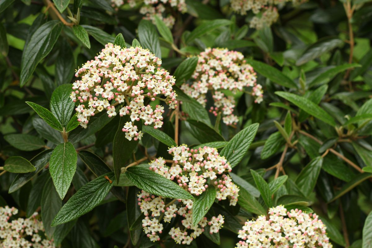 Strong leathery looking leaves on Leatherleaf Viburnum shrub