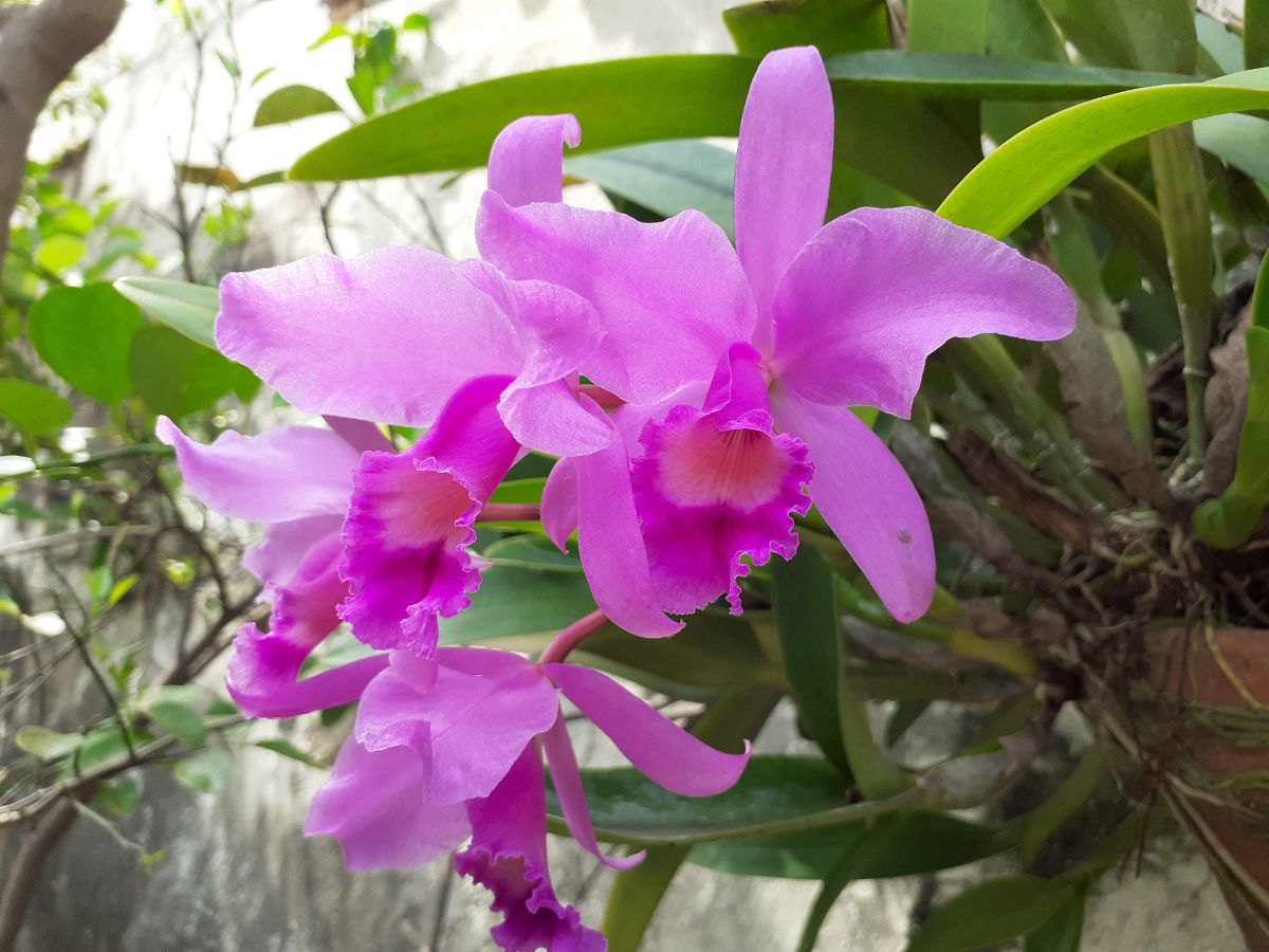 A purple-blossomed orchid plant