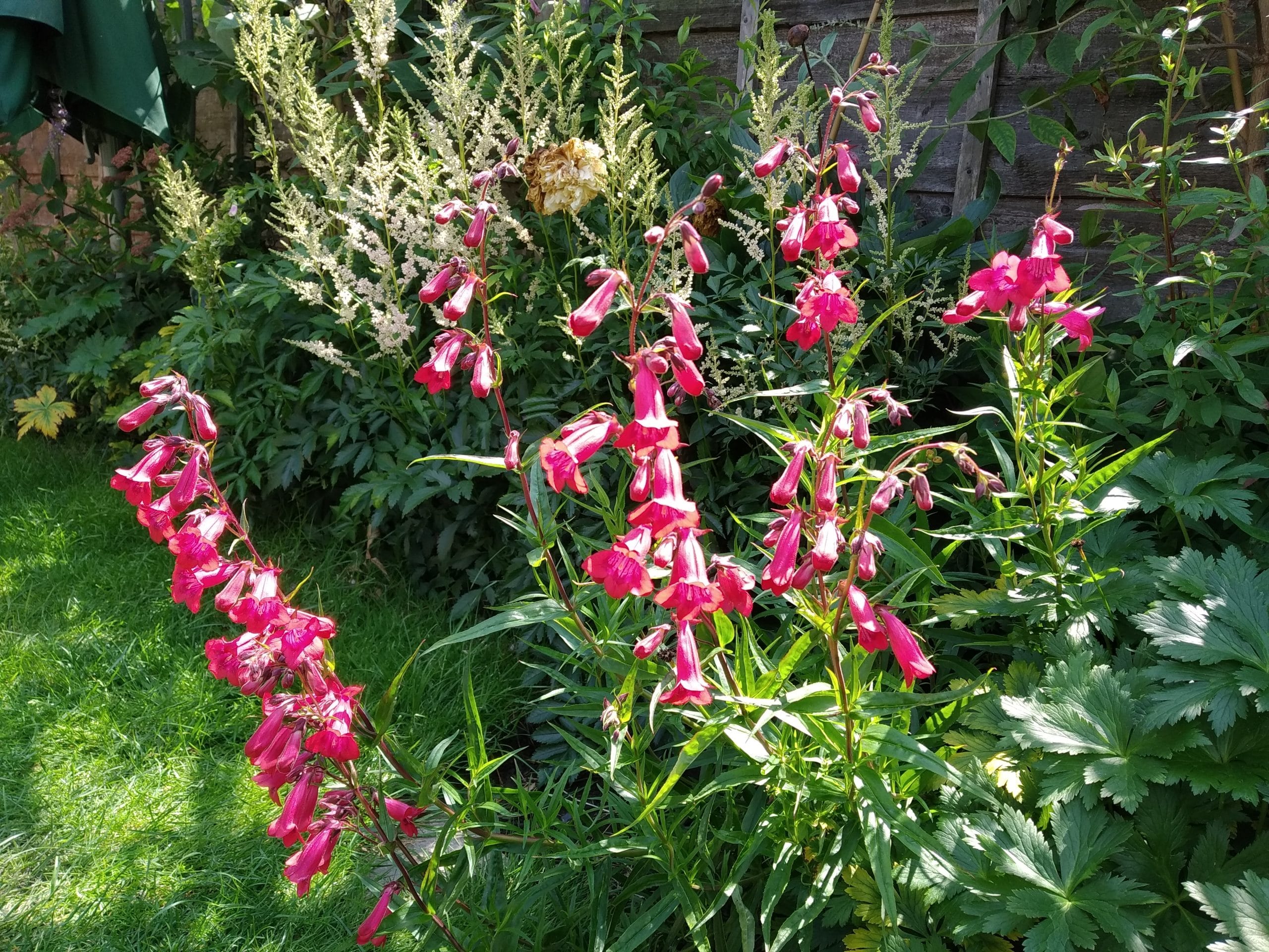 flower-covered stalks on penstemon plants