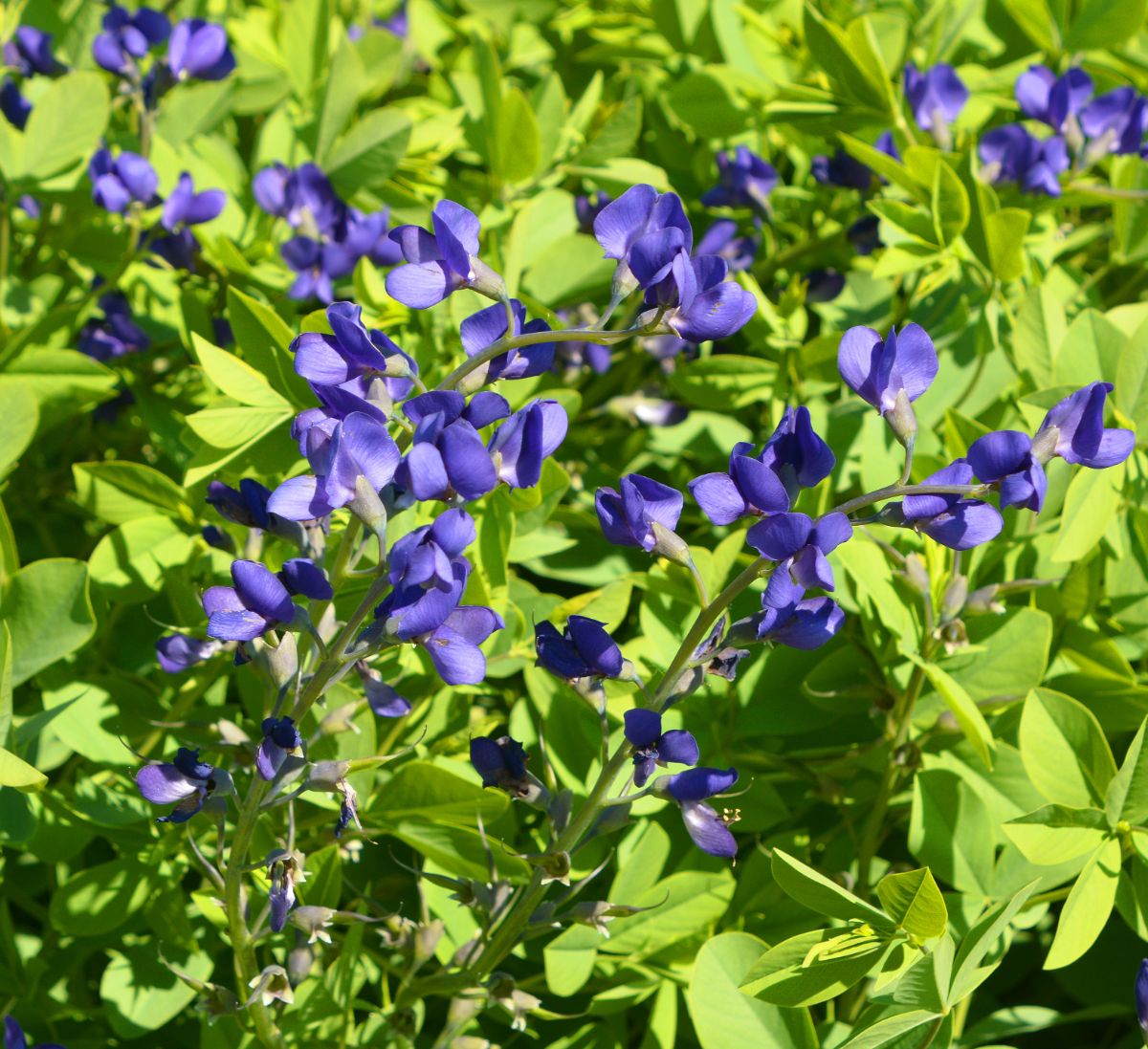 closeup of purple false indigo flowers