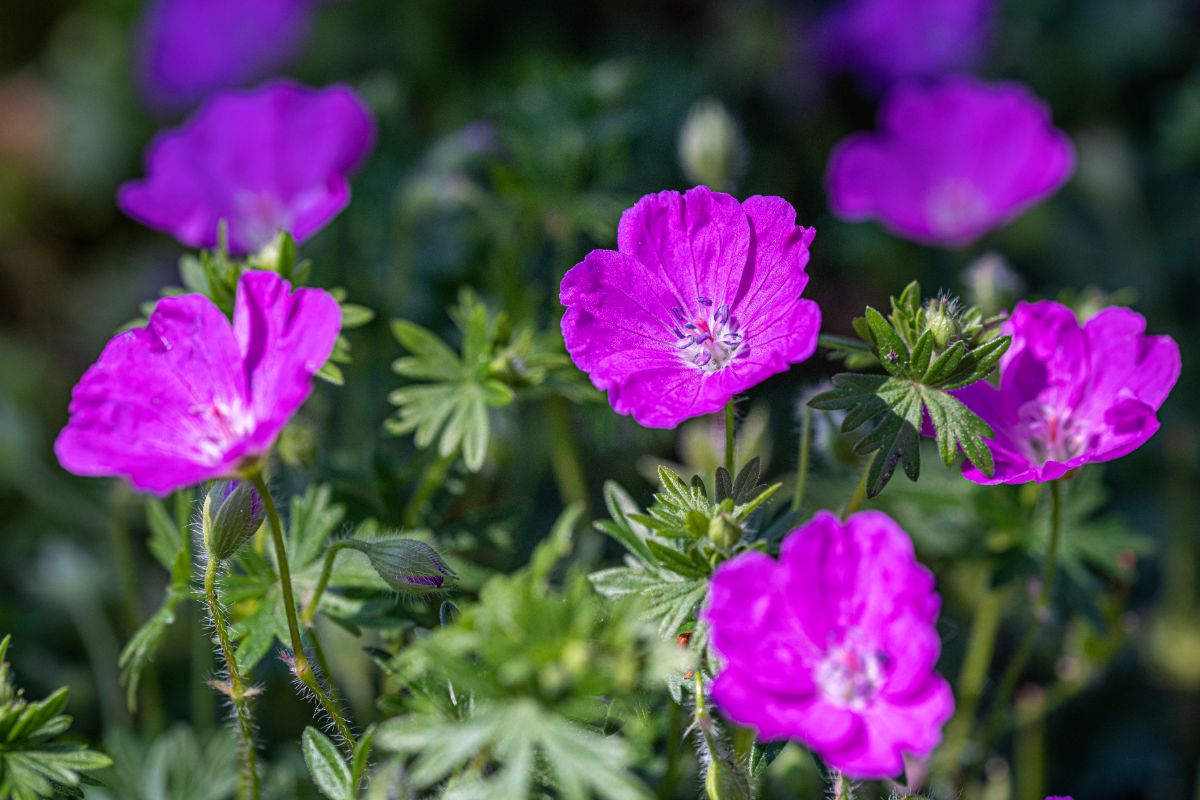 Closeup picture of purple perennial geranium blossoms