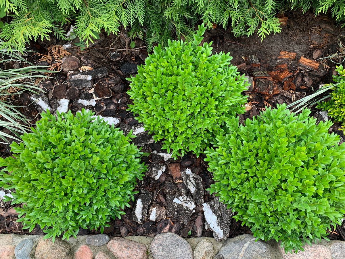 small, circular, bushy Mountain Lover shrubs