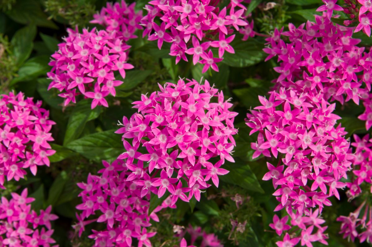 bright pink star flower clusters