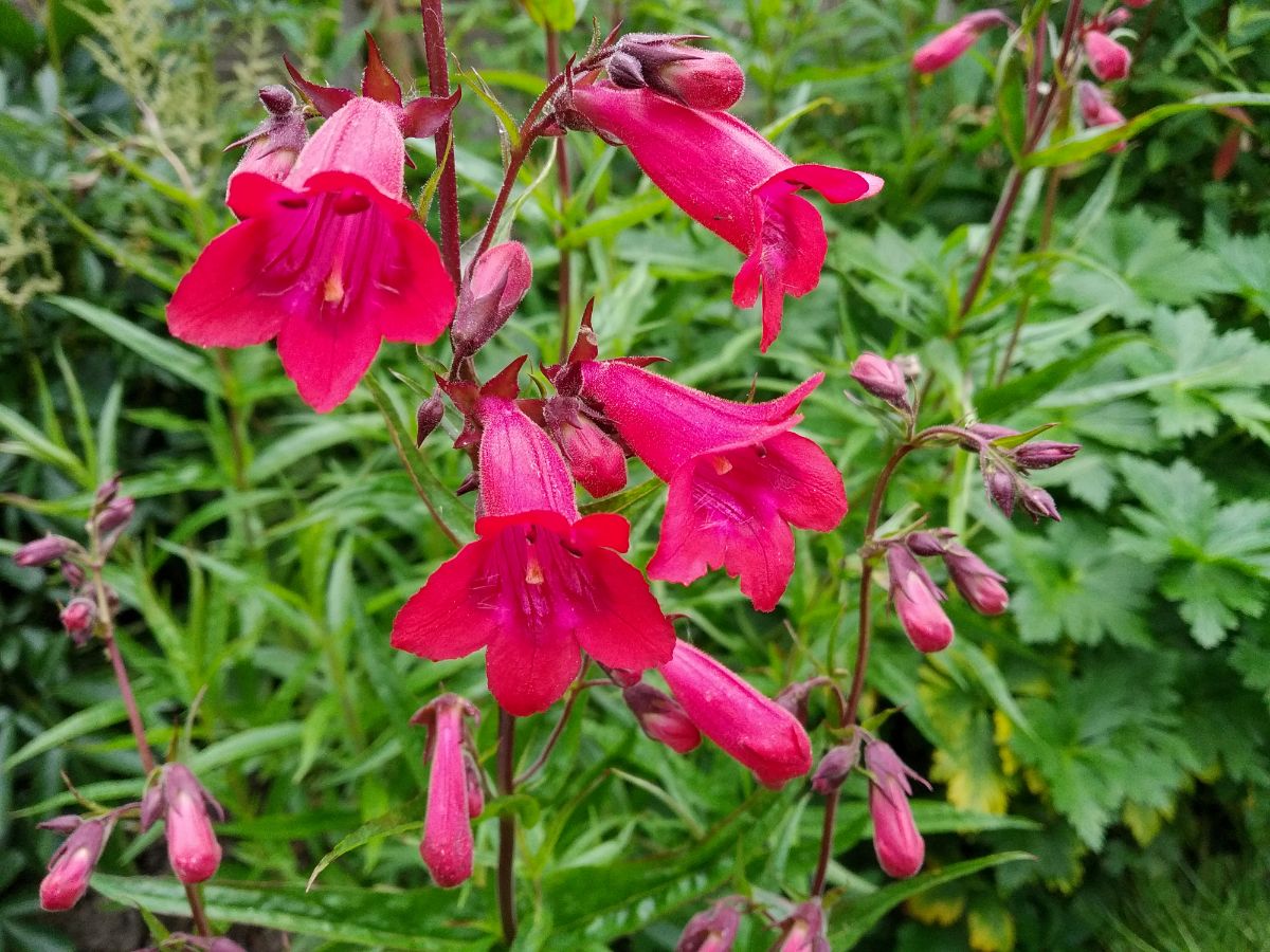 Budding pink penstemon flowers