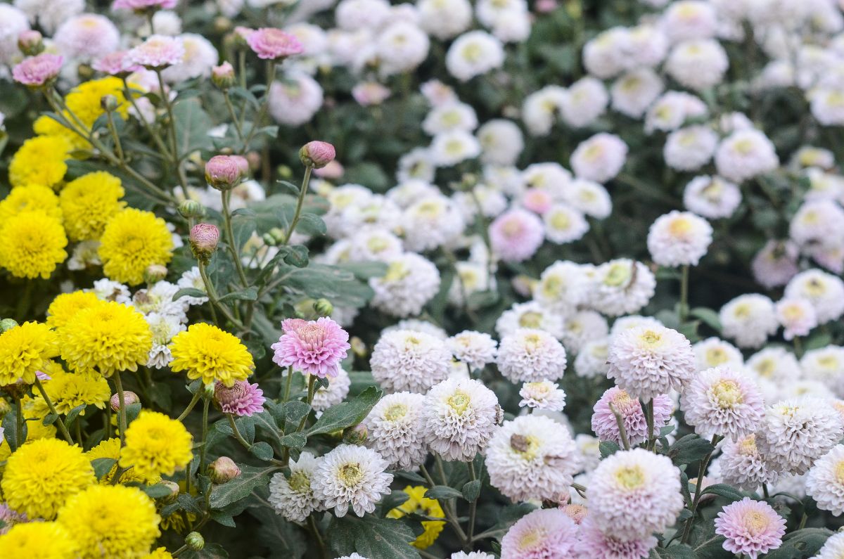 Chrysanthemum daisy varieties known as "Florist's Daisies"