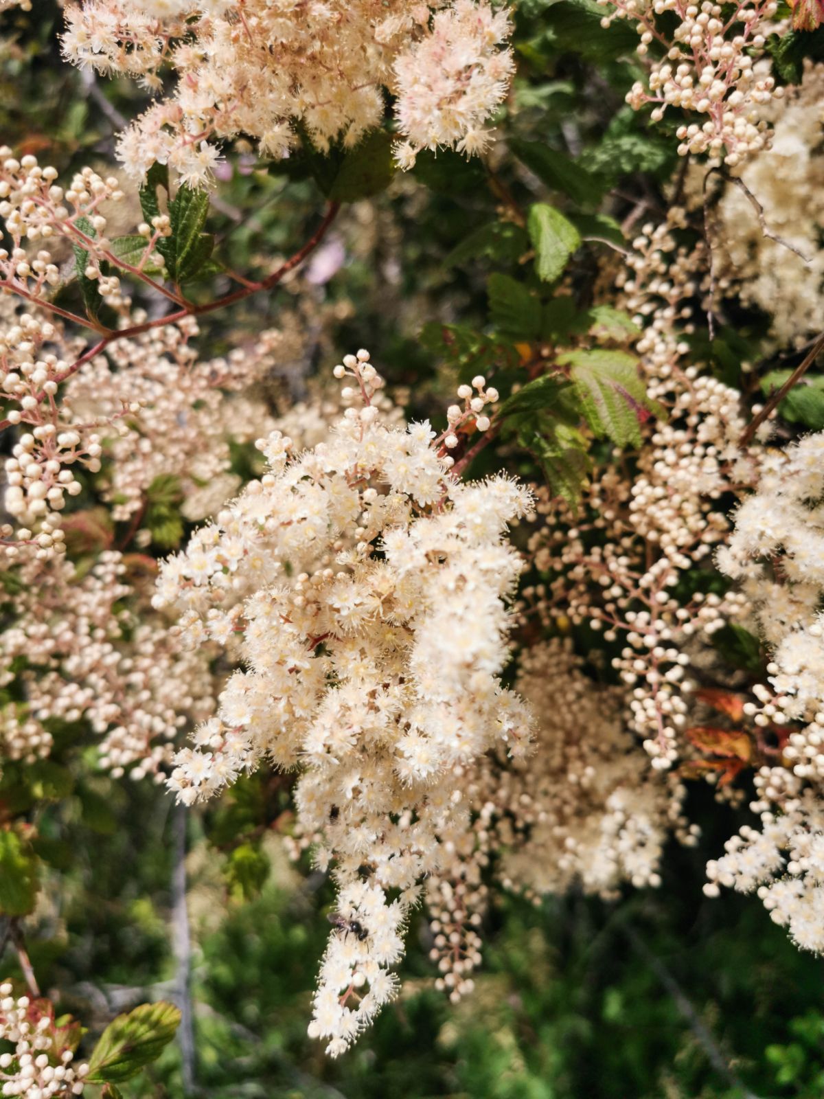 Tiny white feathery mountain spray flowers