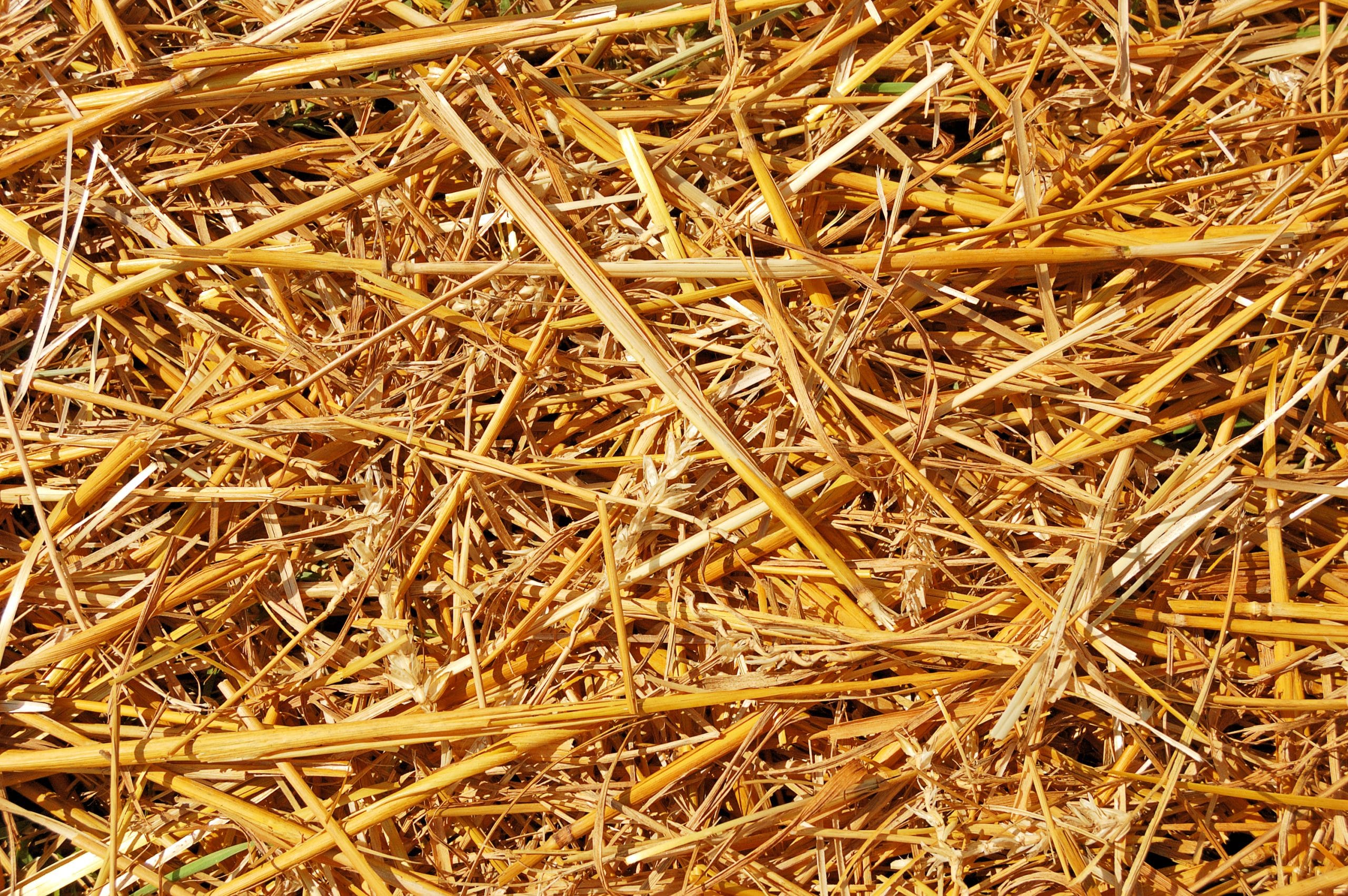 a bed of straw mulch