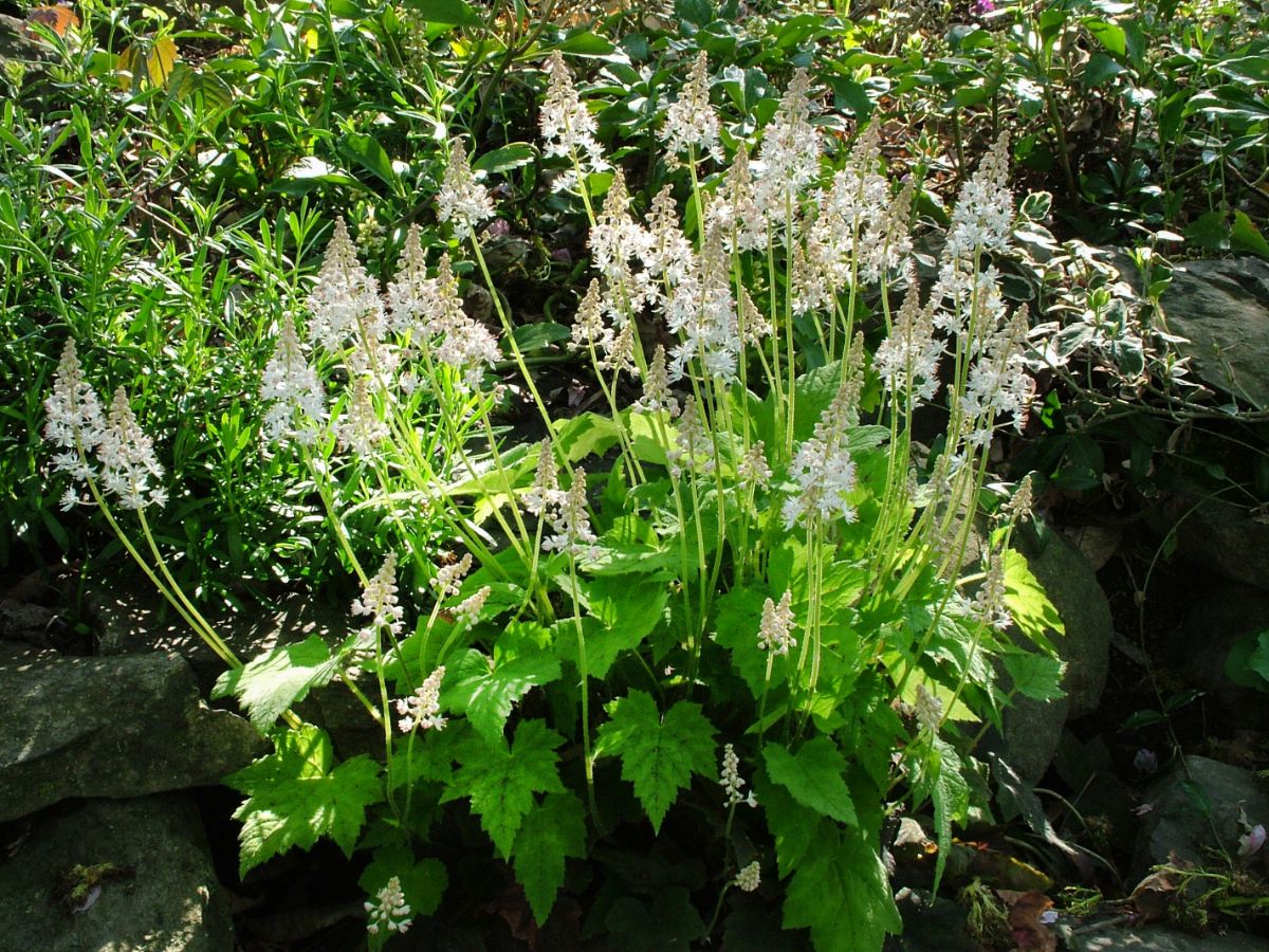 White spike flowers on tiarella plant