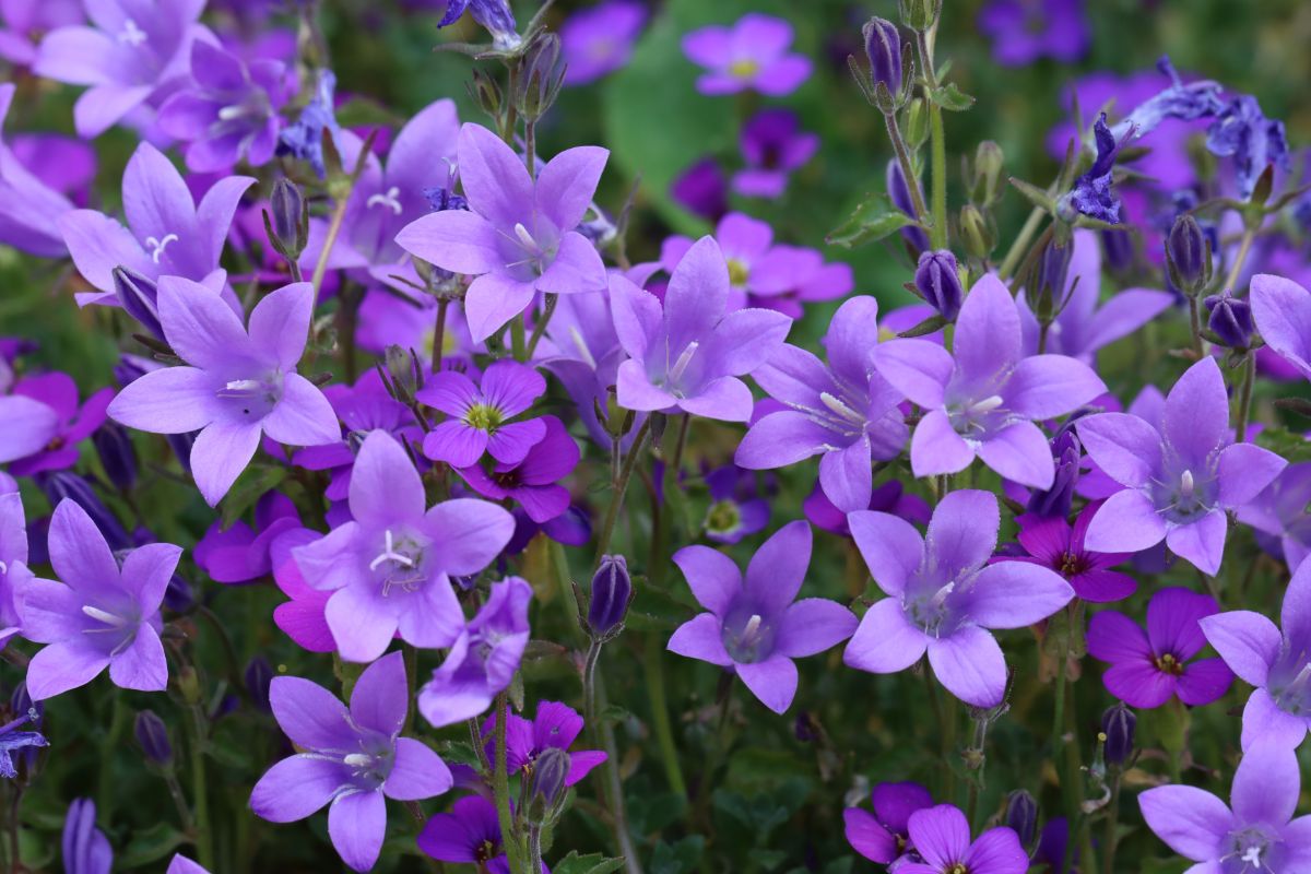 A prolific planting of purple bellflower in bloom
