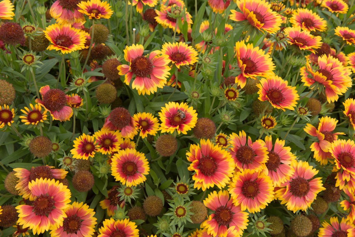 Blanket Flowers with pink petals tipped with yellow