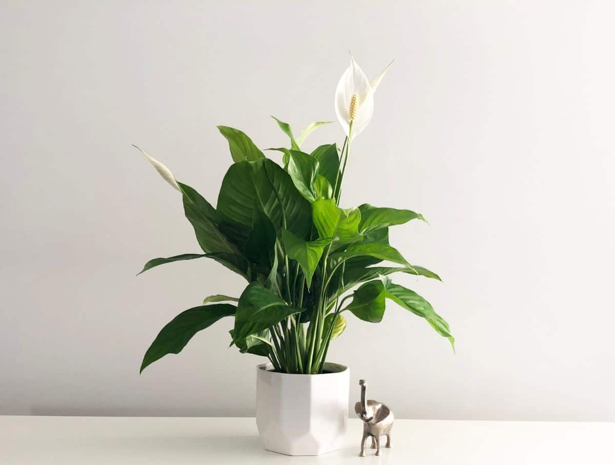 potted flowering peace lily plant