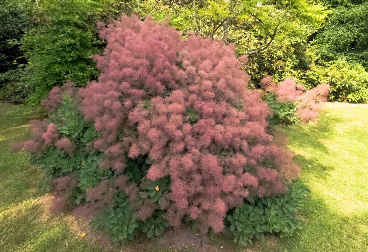 Pillowy, puffy, smoke-like purple blooms on purple smoke bush
