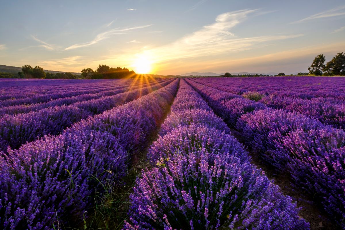 Rows of lush purple lavender plants against a rising sun