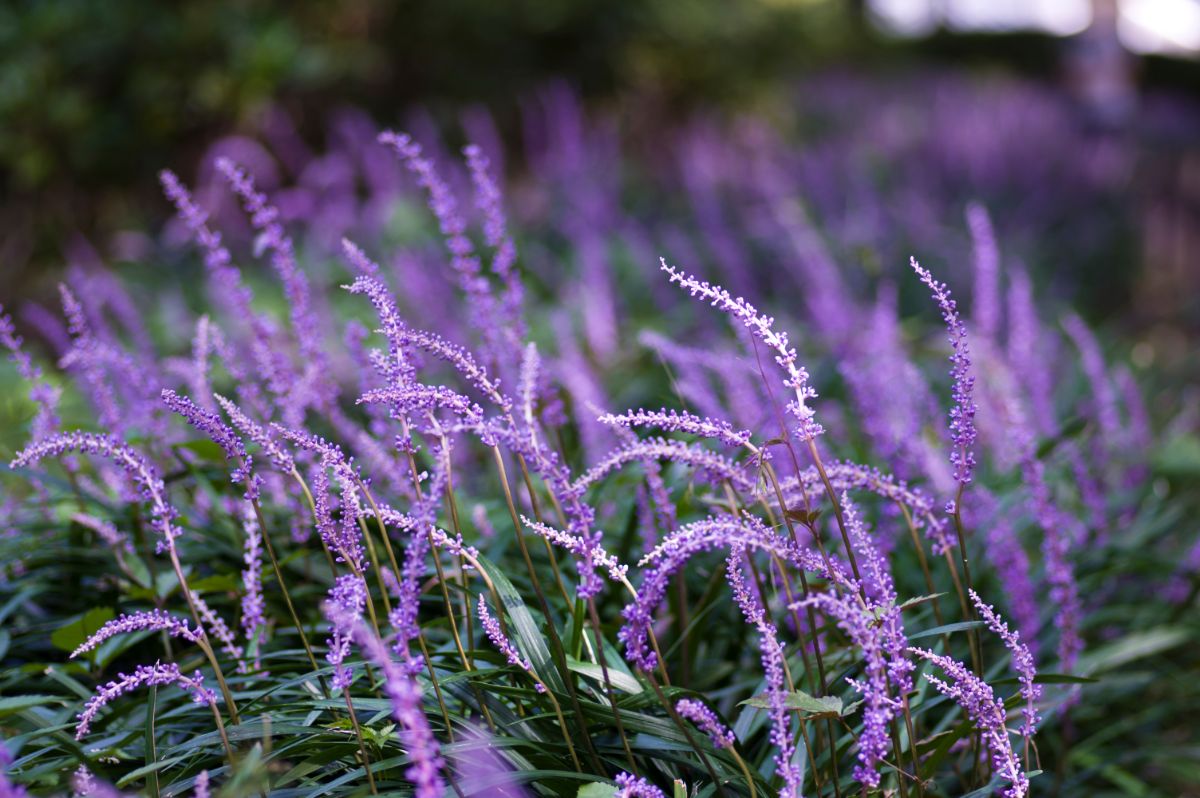 Purple flower spires on Liriope plants