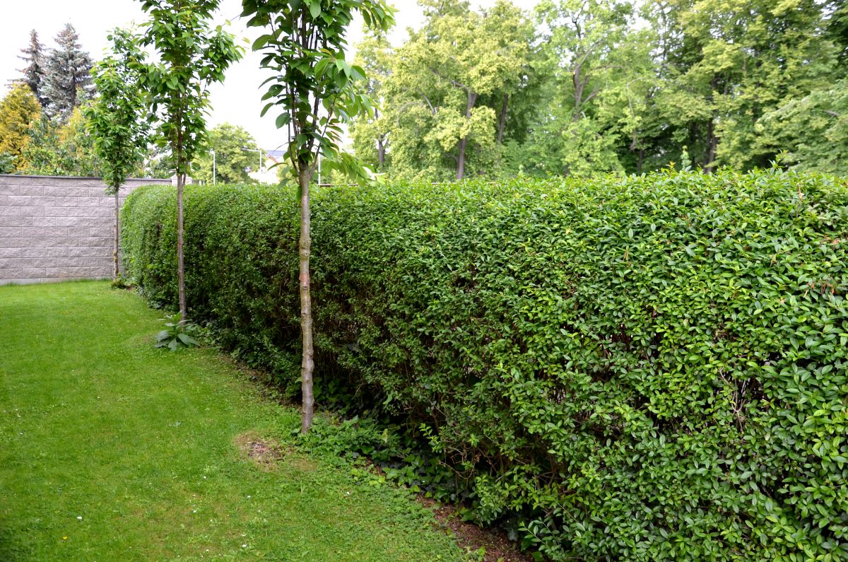 A nicely trimmed and maintained Privet hedge