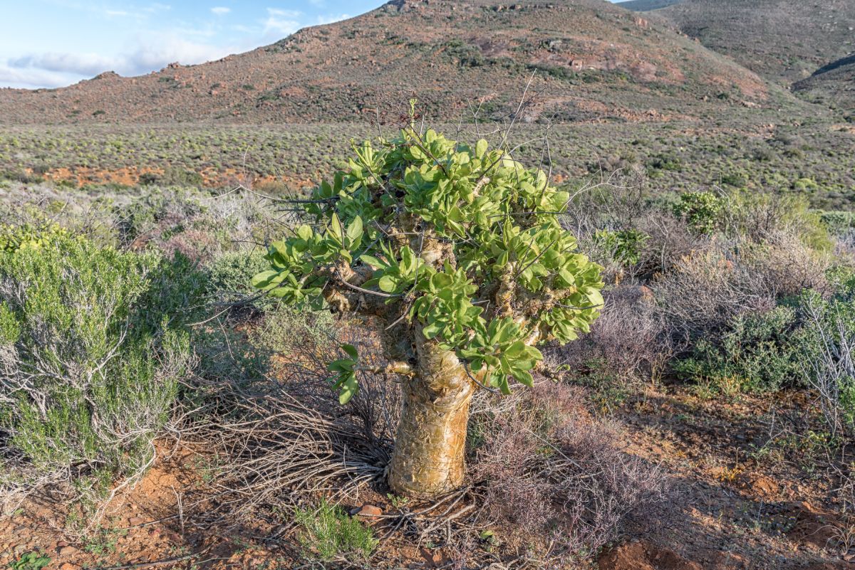 Tylecodon tree growing in desert-like conditions