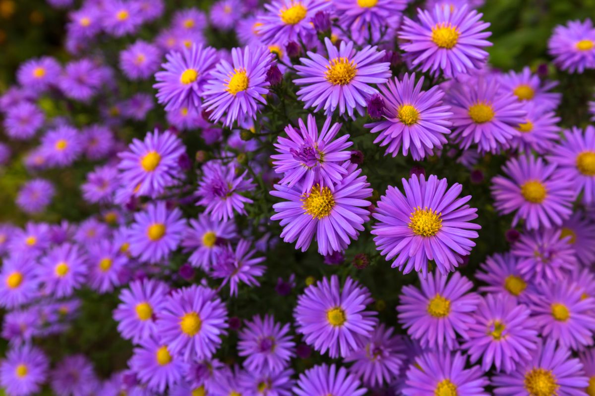 purple aster flowers with yellow centers